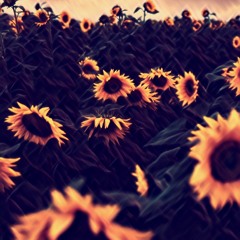 Sunflower (extended)