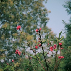 一顆開花的樹·A Blooming Tree