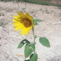 Sampai Nanti, Sampai Mati (cover Letto)