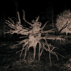 Trente Oiseaux Familiers - Battleship