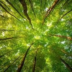 Song Only About Trees