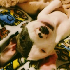 L.M.T.B. - Sparrow (Original)