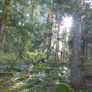 Walking in the forest