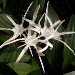 Hannah Cook: "Do Not Stand at my Grave and Weep"