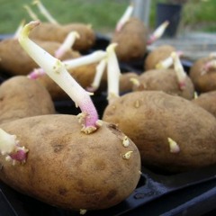Chitting Spuds