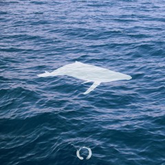 New private playlist