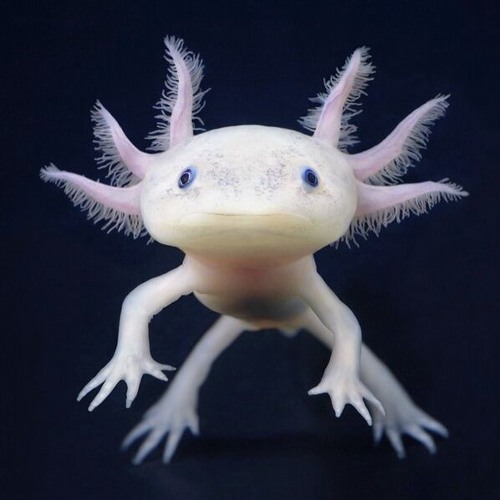 Axoloti synth 2024