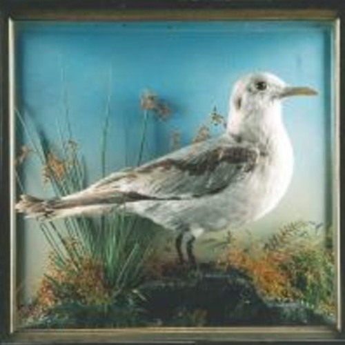 Stuffed Seagull (Consultation Immune) Demo