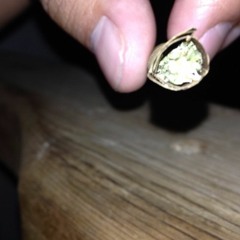 You Must Have (FT. Swaghollywood)