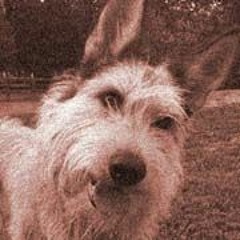 No Weary Sense (edited demo version)