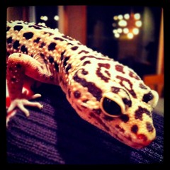 Mary Had a Little Jam (Rough Cut)