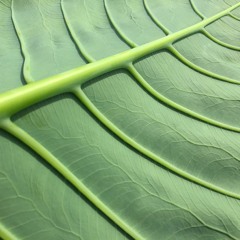 Keif - Half Life (Original Mix)