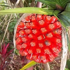 KAHA'U MO E LOTO . ( manapo'uli 'o e funga fonua )