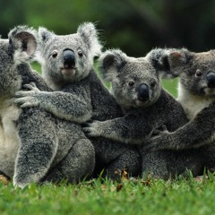 Koala - Australia (Original Extended mix)