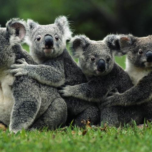Stream Koala - Australia (Original Extended mix) by Classics | Listen  online for free on SoundCloud