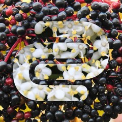 Elderberry