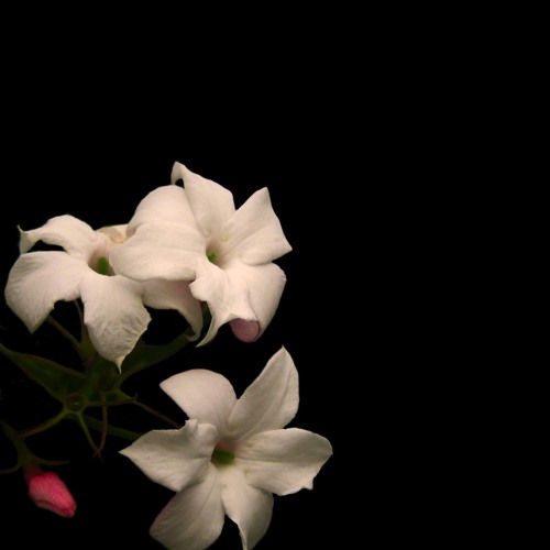 Delicate
