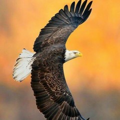 Jonathan Goldman Hinario The Rock