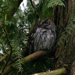 Montana Screech Owls