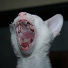 Nalle Puh - Tyska versionen 1939