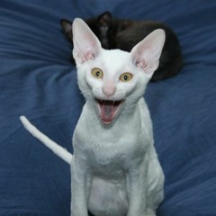 Är du så jävla bra själv då