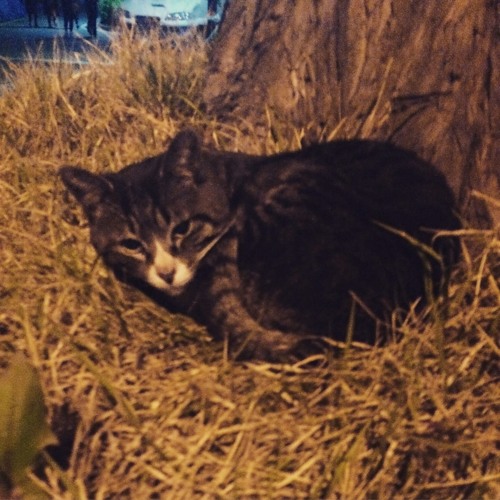 Defying Gravity - From "Wicked" Original Broadway Cast Recording/2003 (cover)