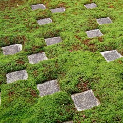 water garden (moss mix)