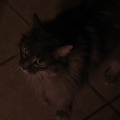 holding grouper cover