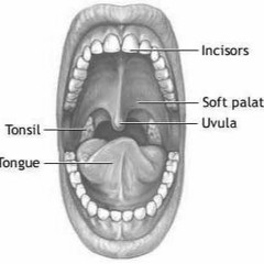 #41. Lingua - Palatal 1_1m35-End