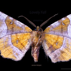 Lovely Fall (Original Mix) (free download)