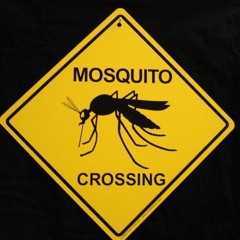 Mosquito (Single)