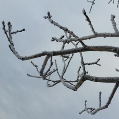 Closer Contact - Pan American