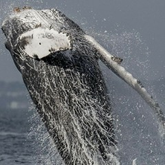 Humpback Whale Singing_00.mp3