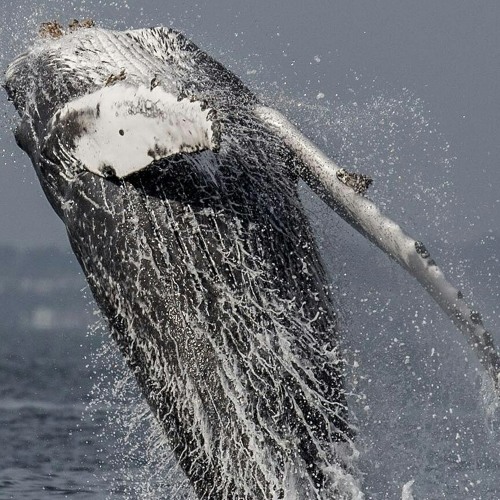 Humpback Whale Singing_00.mp3