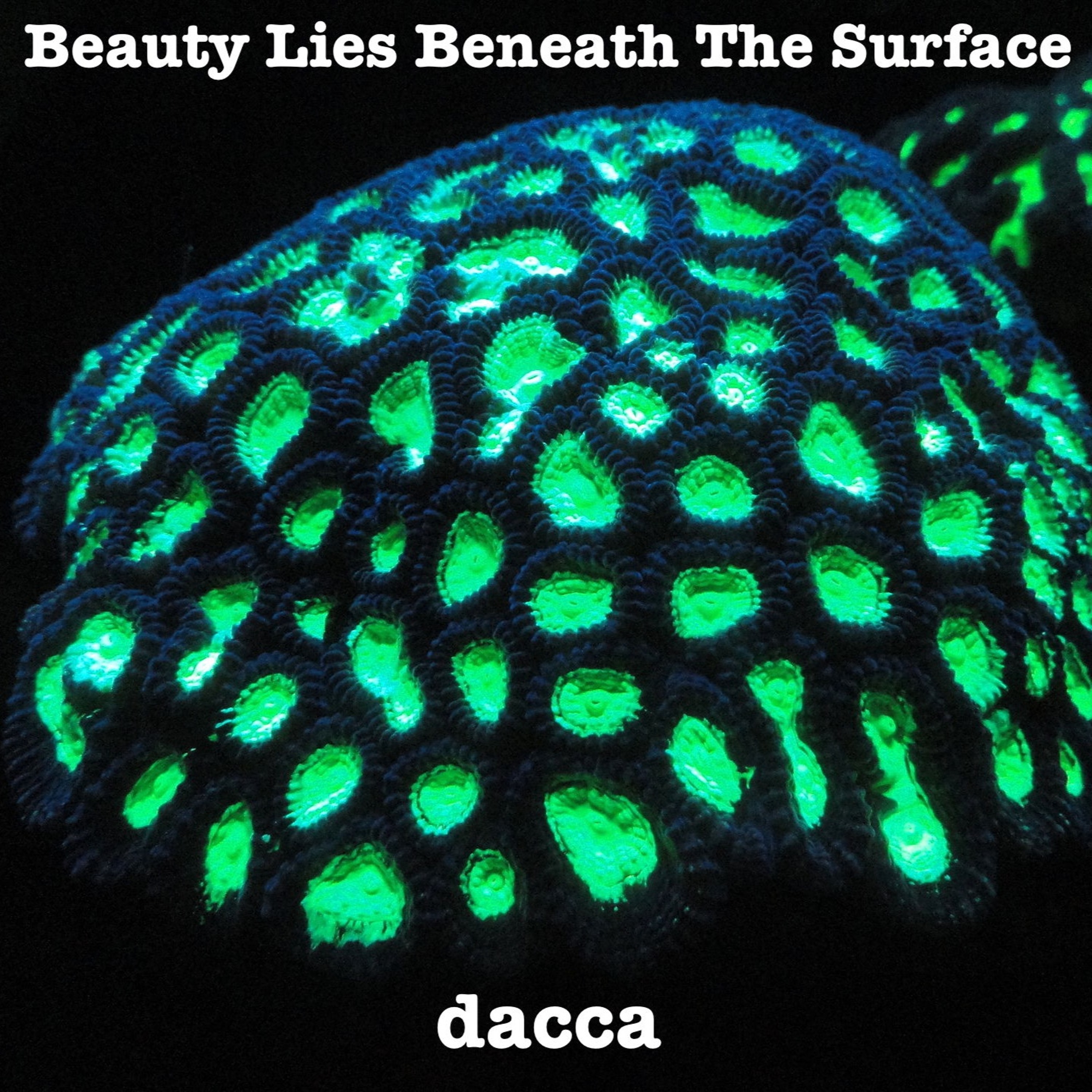 dacca