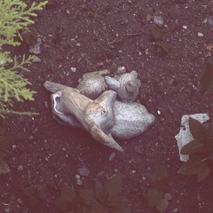 Forest (Home Session)