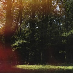 Swedish forest by Moog