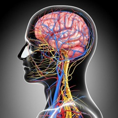Spaghetti Brain