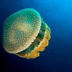 Jellies in the Sea