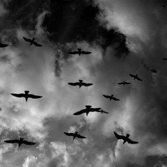 Stay Flockin Prod. Maverick