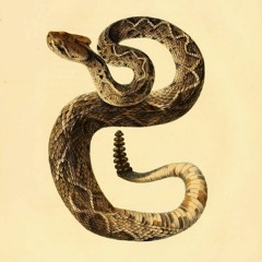 Crotalus