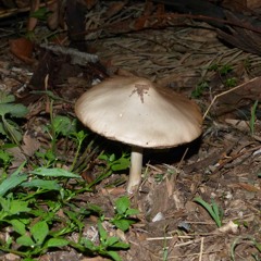 shrooms