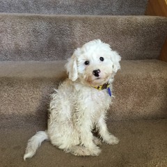 CHILLHARMONIC MUSIC MIX 001