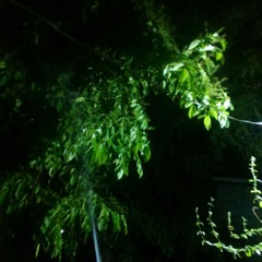 "ပန္းႏြယ္ကစိမ္း.. တြ႔ံေတးသိန္းတန္ ''