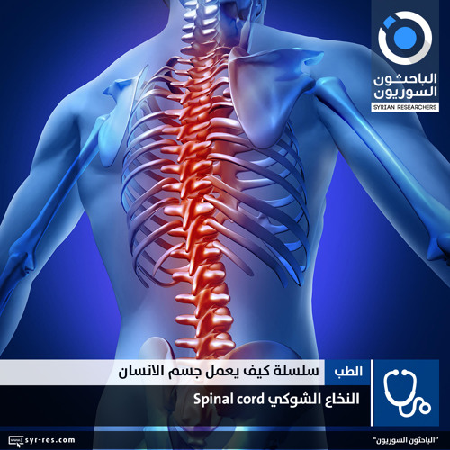 Stream سلسلة كيف يعمل جسم الإنسان الجهاز العصبي النخاع الشوكي By Syrian Researchers Listen Online For Free On Soundcloud