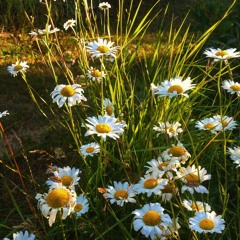 Viking Heart By Miniature Tigers Cover By Sillie Dykenr