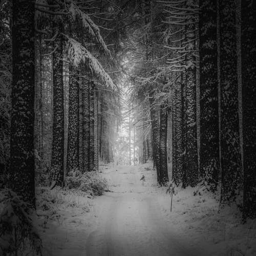 Lion Forest - Snow Crunching