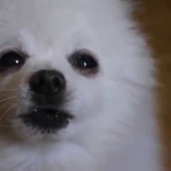 #Remix | Turn Down for Dog - Gabe the Dog # =( Icry evry time