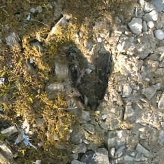 Ween -I don't want it cover