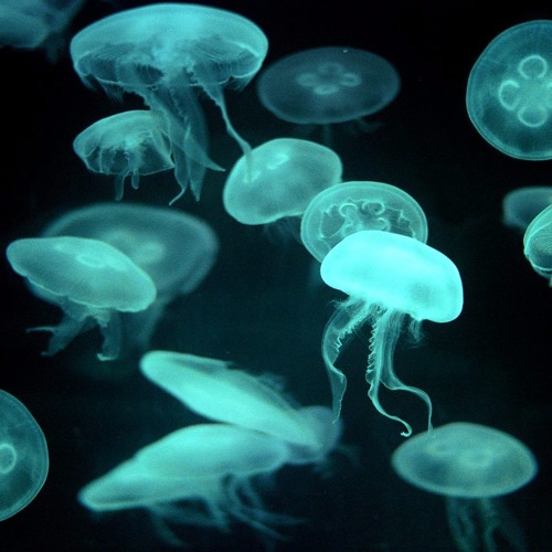 Luminescence - Podcast Series